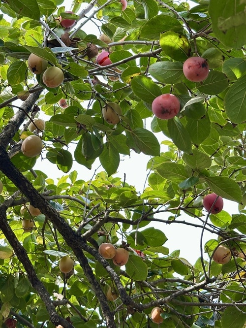 nämä taitaa olla persimoneja
